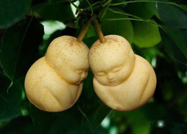 baby-shaped-pears-china-designboom-01