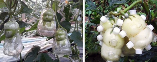 baby-shaped-pears-china-designboom-05 (1)