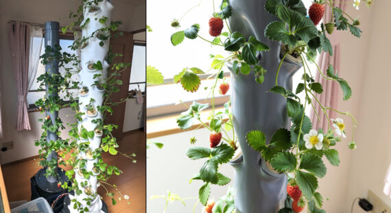 Plant Factory Project