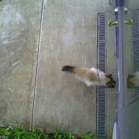 RFIDとTwitterで猫ナビ