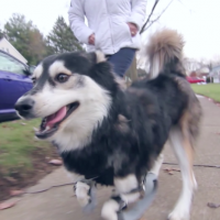 3Dプリント義足で犬が走れるように