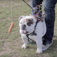 Arduinoドライブのソーセージで犬をハック